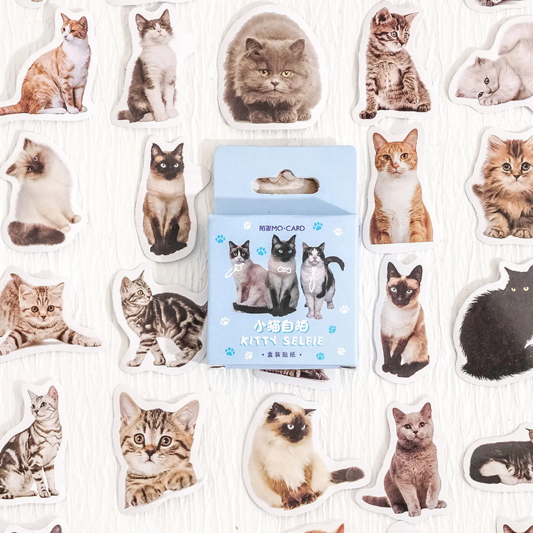 Caja de stickers - gatitos caja azul