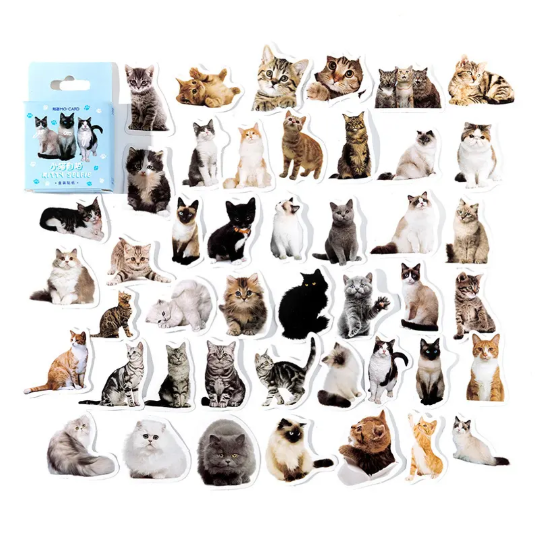 Caja de stickers - gatitos caja azul