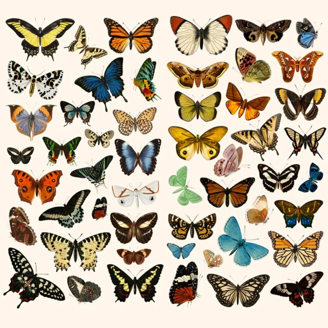 Stickers - Mariposas pequeñas