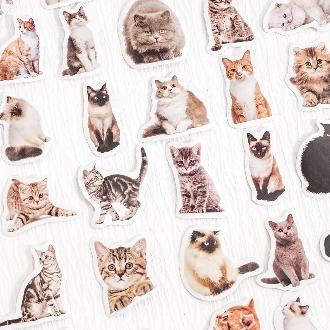 Caja de stickers - gatitos caja azul